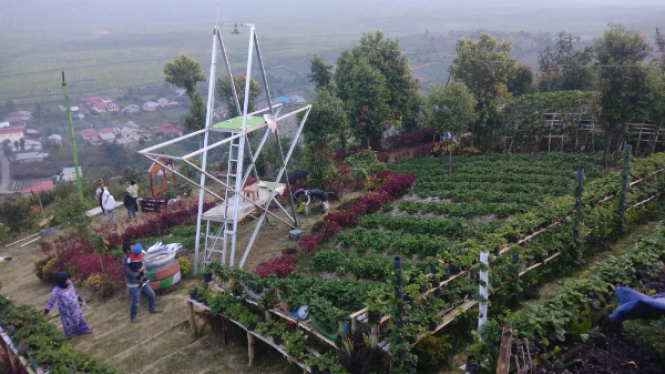 Wisata Taman Strawberry Kerinci, Jambi.