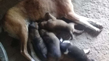 Anak-anak anjing sedang menyusu pada induk yang telah mati.