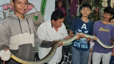Ular sanca gegerkan warga Depok