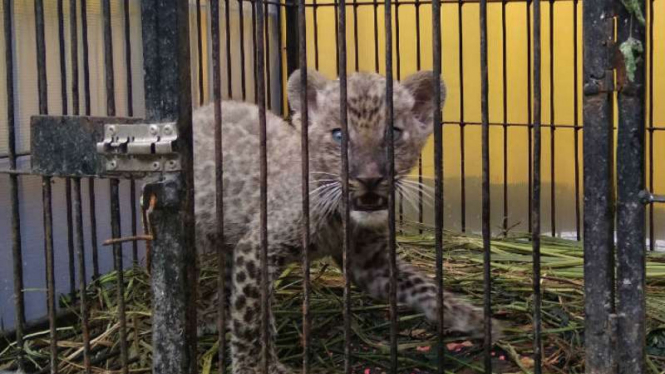 Leopard, satwa langka yang mendapat perlindungan badan dunia.