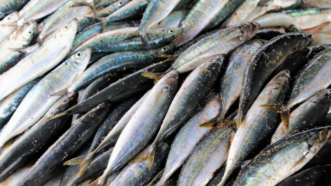 Ilustrasi ikan tenggiri