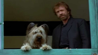 Intip Video Trailer Top Dog, Aksi Chuck Norris Bermitra dengan Anjing