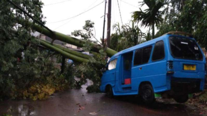 Angin kencang sebabkan pohon roboh.
