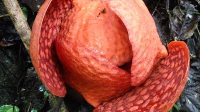 Rafflesia Arnoldi