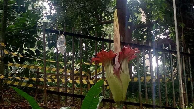 Bunga Bangkai