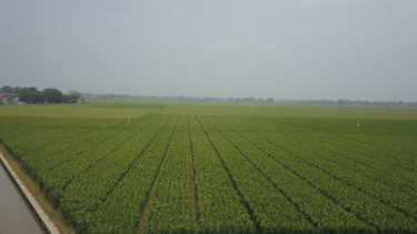 Lahan pertanian di wilayah Bandung, Jawa Barat.