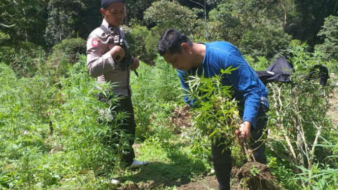 Pemusnahan ladang ganja seluas 5 hektar di Mandailing Natal.