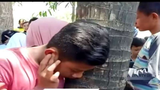 Warga menempelkan telinganya ke sebuah pohon akasia yang diklaim mengeluarkan suara seperti perempuan menangis di Jember, Jawa Timur.