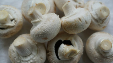 Jamur Champignon