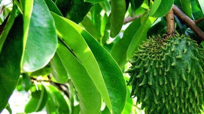 Daun Sirsak Untuk Obat Tumor