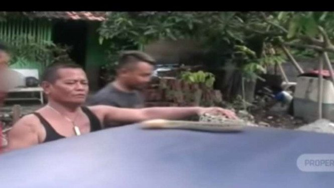 Warga Krapyak Wetan, Kabupaten Bantul, DI Yogyakarta, dihebohkan oleh penemuan ular sanca jenis cindei yang bersembunyi di dalam ruang mesin mobil.