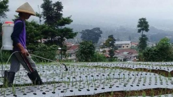 Petani bawang putih di Jawa Tengah.