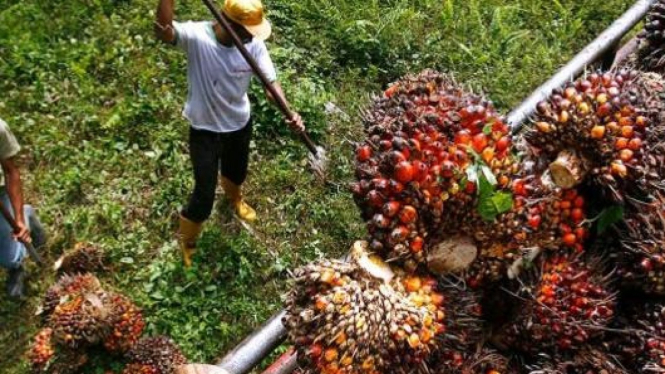 Petani Sawit.