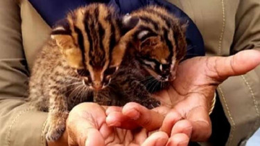 Dua anak kucing hutan terlantar.