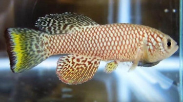 Killifish Afrika.