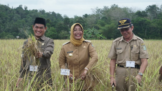 Bupati Mempawah Erlina saat panen padi 