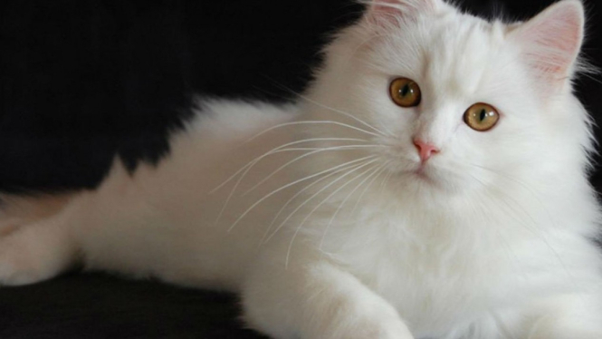 Kucing anggora.