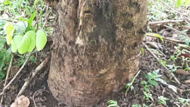 Ribuan ulat bulu menyerang pemukima warga di Bekasi, Jabar.