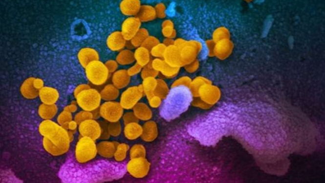 Corona Virus