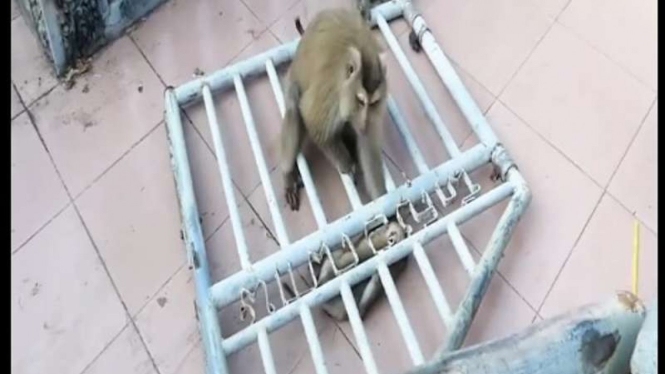Ibu monyet berusaha menolong anaknya