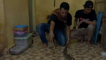 Panji dan viper