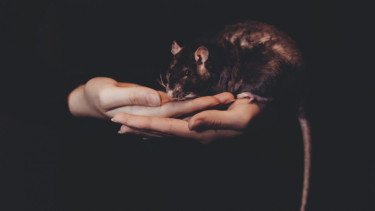 Tikus.