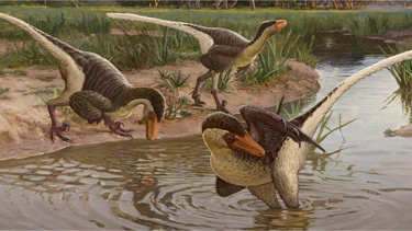 Dineobellator, dinosaurus temuan baru