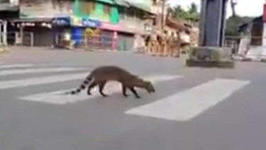Musang Malabar.