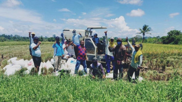 Kelompok tani di Kabupaten Nabire, Provinsi Papua melakukan Panen padi