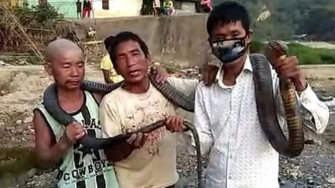Sekelompok pemburu di India nekat membunuh ular kobra. 