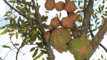 Durian Gundul.