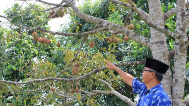 Durian Gundul ditemukan di lereng Gunung Rinjani, NTB.