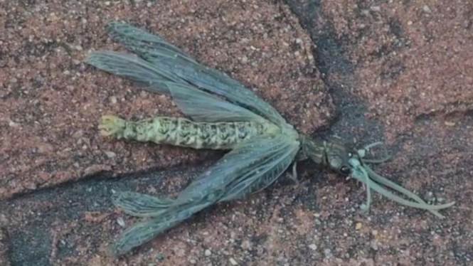 Makhluk misterius.