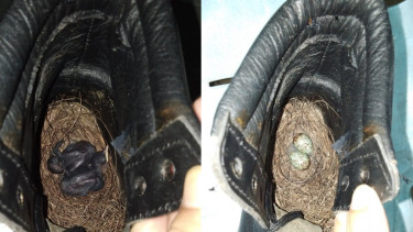 Burung bertelur di sepatu.