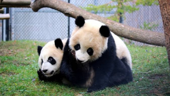 2 panda raksasa di kebun binatang di Kanada