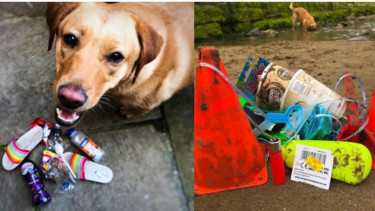 Anjing di Inggris pembersih sampah di tepi pantai