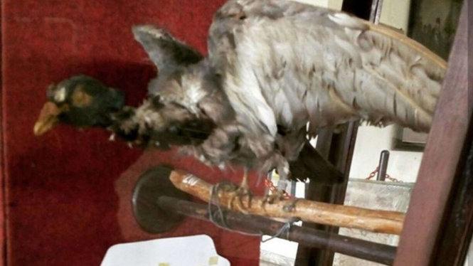 VIVA Militer: Burung Merpati Berpangkat Letnan