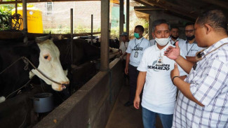 Melalui KUR dan BRI Peduli, BRI Bantu Peternak Sapi Perah di Kediri