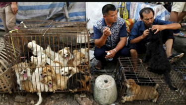 Suasana di Festival Daging Anjing di Yulin, China. 