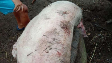 Hewan ternak mati misterius di Tapanuli Utara.