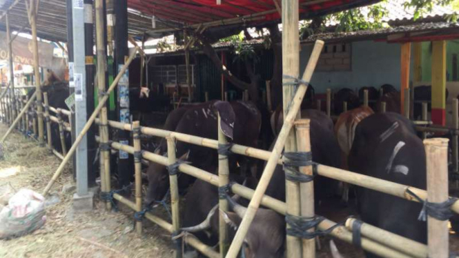 Pedagang hewan kurban akan menjalani rapid test, di Bekasi, Jabar.