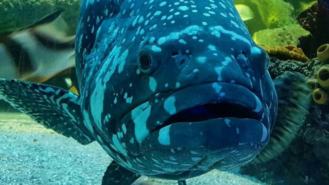 Ikan Queen Gary III.