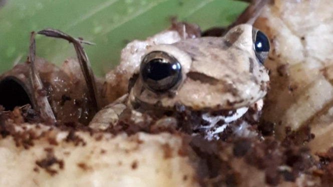 Katak seukuran ibu jari.