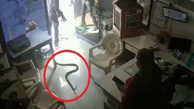 Ular kobra dilempar ke kantor SPBU