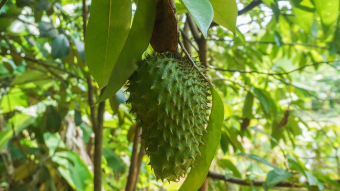 Sirsak
