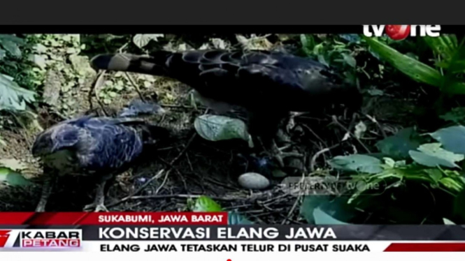 Tangkapan Layar Elang Jawa Menetaskan Telurnya