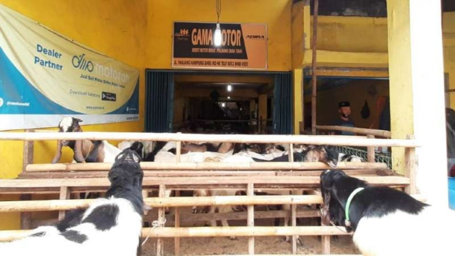Diler motor bekas jadi Jualan hewan qurban.