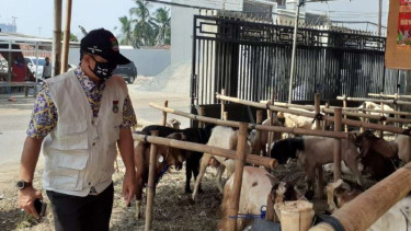 Ilustrasi hewan qurban di Indonesia