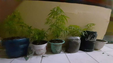 Ganja ditanam di pot