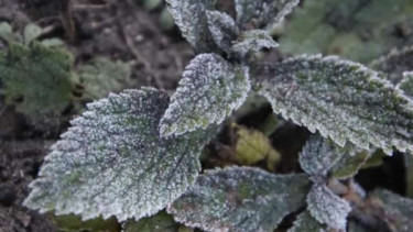Daun tertutup Embun Frost di Bromo